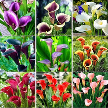 Calla Lily Bonsai Seeds for a lasting addition to the Multicolored DIY Flower Garden