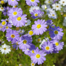 Erigeron Azure Fee Seeds valued for blue Daisy-Like Flowers