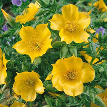 Mentzelia Lindleys Blazing Star Seeds grown for striking Yellow Flowers