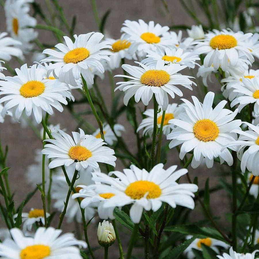 Alaska daisy (Chrysanthemum Max) flowers grown from seeds with white petals and sunny yellow centers