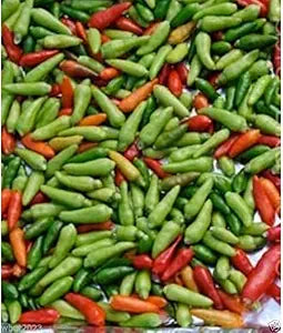 Chili Garden for planting in home garden.