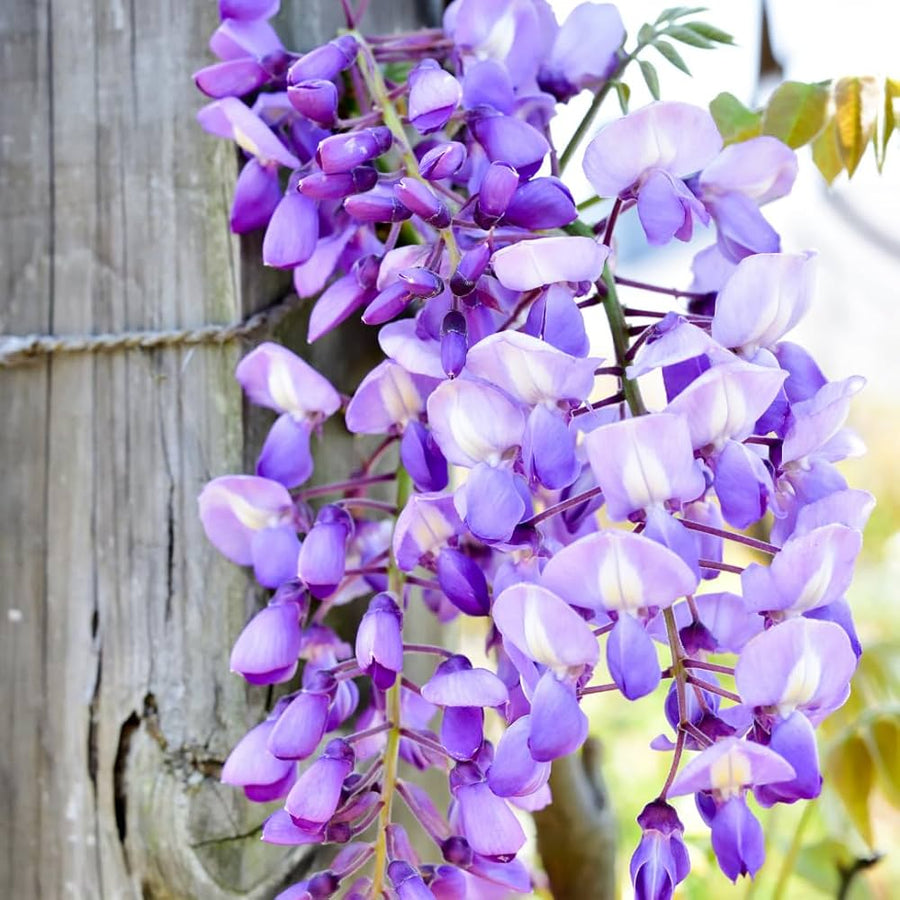 Wisteria sinensis  climbing flower seed for outdoor trellis or pergola