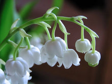 Lily of the Valley Seeds (Convallaria majalis) for growers filling out the Shade Garden