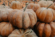 Mixed Sweet Potato Seeds (Ipomoea batatas) for a reliable harvest in the Vegetable Patch