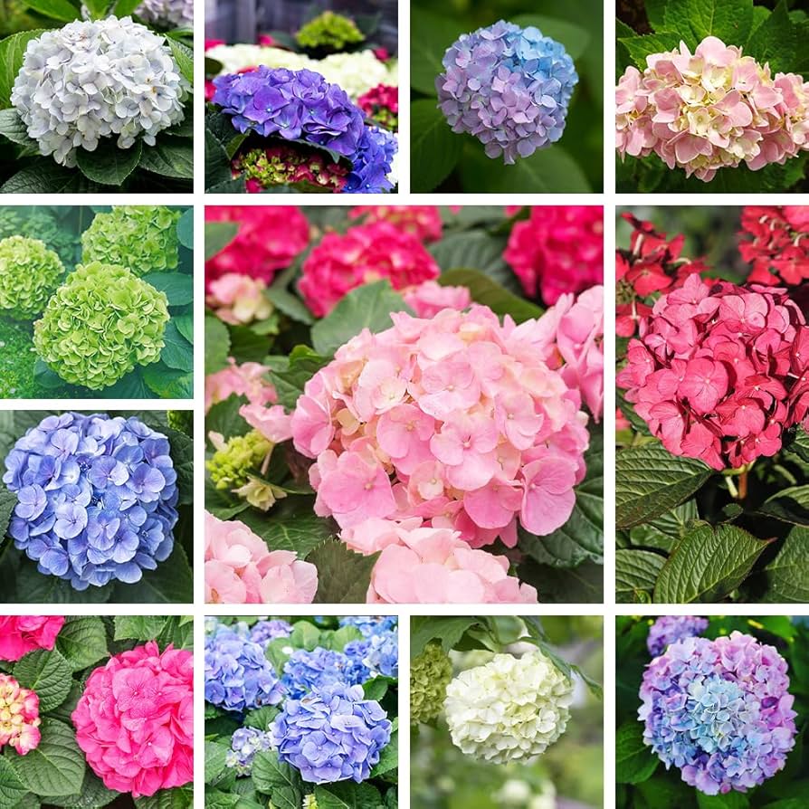 Hydrangea Hydrangea Macrophylla Bonsai Flower Seeds for Planting – Perfect for Indoor Pots and Balcony Displays
