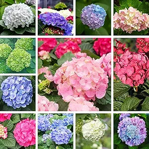 Hydrangea Hydrangea Macrophylla Bonsai Flower Seeds for Planting – Ideal for Indoor Pots and Bonsai Tree Collections