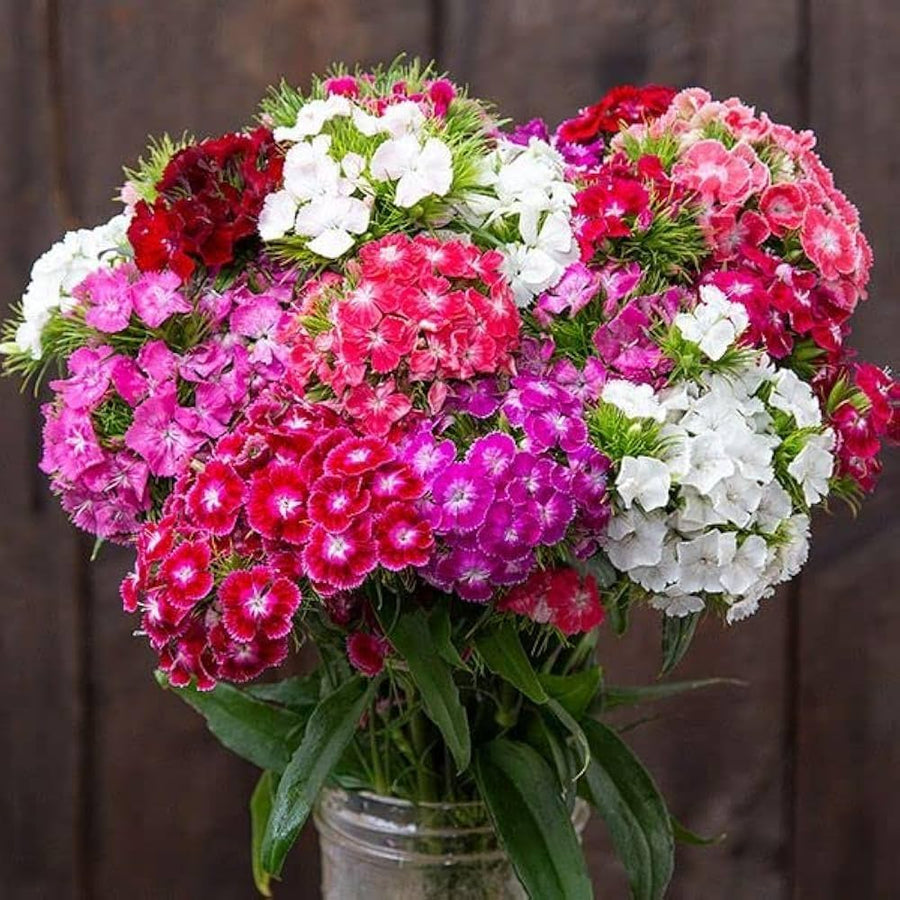 Dianthus Dianthus chinensis flower seeds for planting in home garden and borders - for planting in home garden