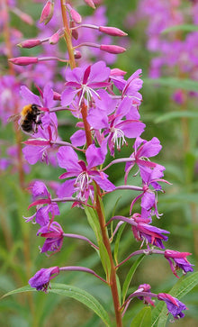 Rosebay Willowherb Seeds (Epilobium angustifolium) for growers seeking a long-blooming display