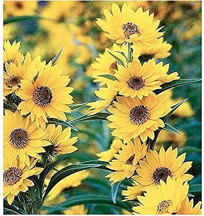 Maximilian Prairie Sunflower Heirloom Perennial - for planting in home garden