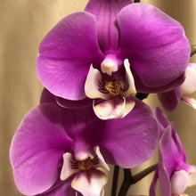 Plant Seeds (Ringo cardinal) for a lasting display in the backyard gardens