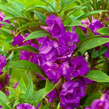 Light Purple Impatiens Balsamin Seeds for gardeners building out beds and borders