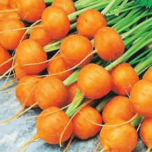 Carrot Daucus Carota Paris Market Seeds for a fresh homegrown crop from the Raised Container Gardens