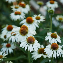 Echinacea Echinacea Purpurea White Swan Seeds for a bright addition to the Garden Pollinator Gardens