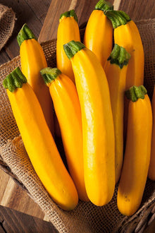 Golden Zucchini Summer Squash Seeds valued by growers for vibrant Yellow Harvests