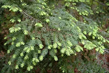 Tsuga Canadensis Eastern Hemlock Tree Seeds for a lasting addition to the landscape