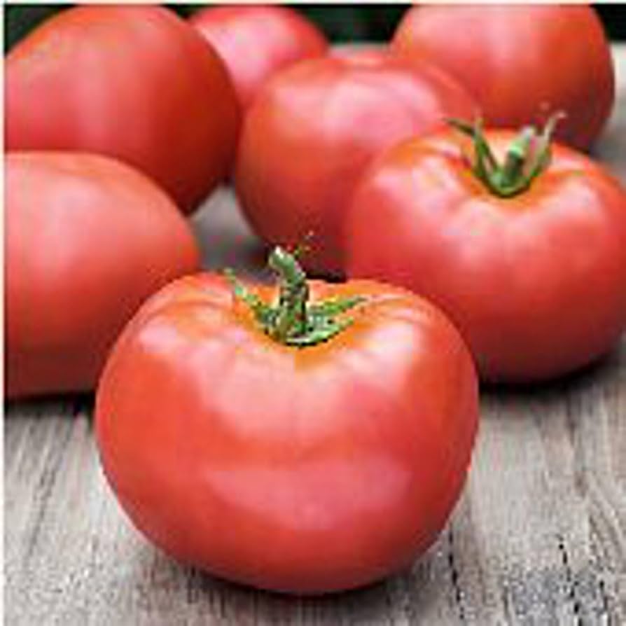 Atkinson tomato (Solanum lycopersicum) for planting in vegetable garden