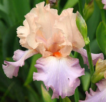 Pink Iris Seeds for growers seeking a long-blooming display