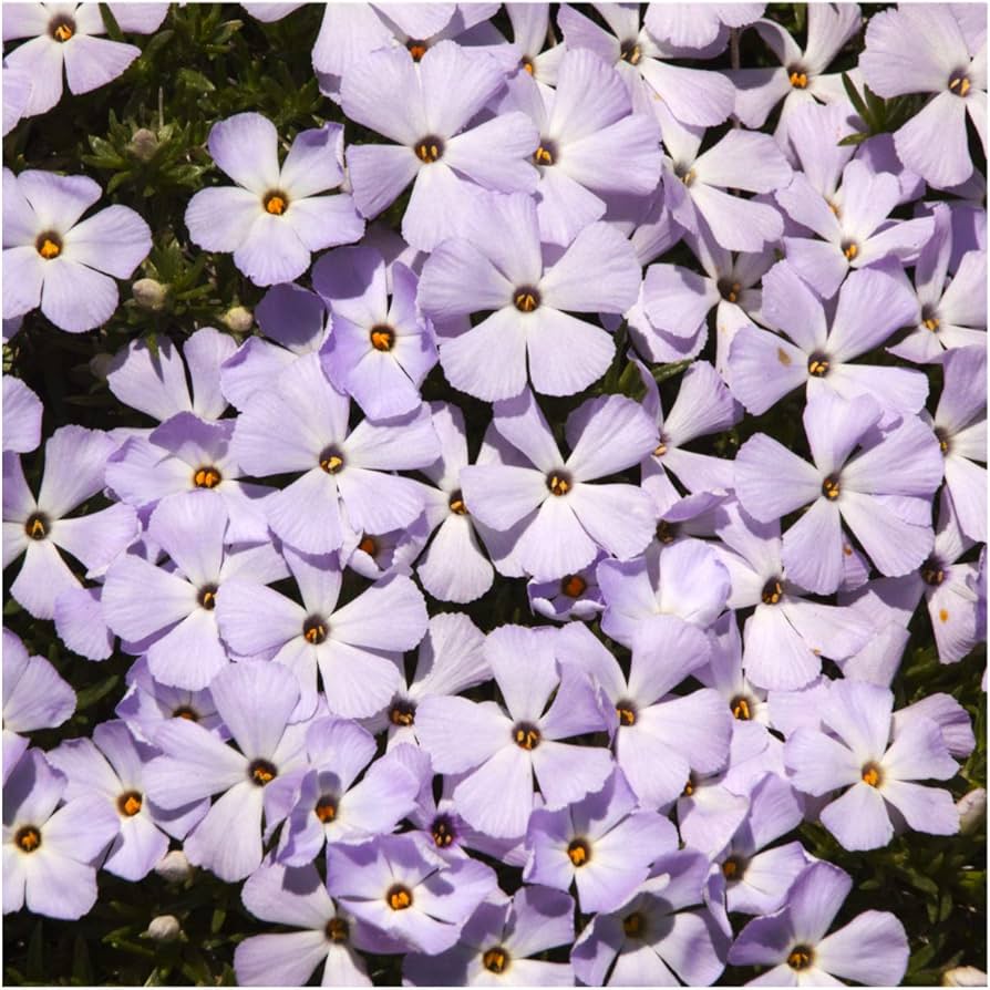 Linanthus Grandiflorus ��������� Berg Phlox ��������� for planting in wildflower gardens