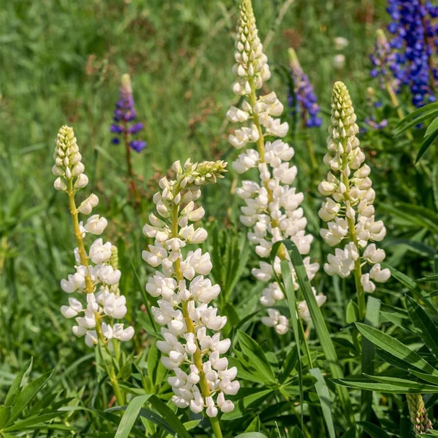 Lupin Lupinus Polyphyllus White Russell Flower Seeds for Planting – Perfect for Cottage Garden and Vertical Accents