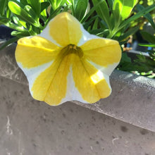 Rare Lemon Slice Superbells Calibrachoa Petunia Annual Seeds for gardeners building out beds and borders