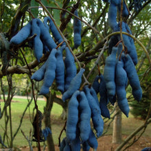 Blue Sausage Tree Seeds Decaisnea Fargesii Halloween Fun Cold Resistant Exotic et  Ornamental Garden Plant Premium Quality Seeds
