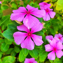 Peach Vinca Seeds known for warm Seasons