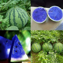 Rare Purple Flesh Watermelon Seeds for productive rows in the Large Garden Watermelons