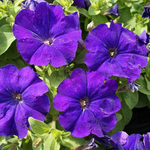 Dark Purple Petunia "Alderman" Seeds for growers seeking a long-blooming display