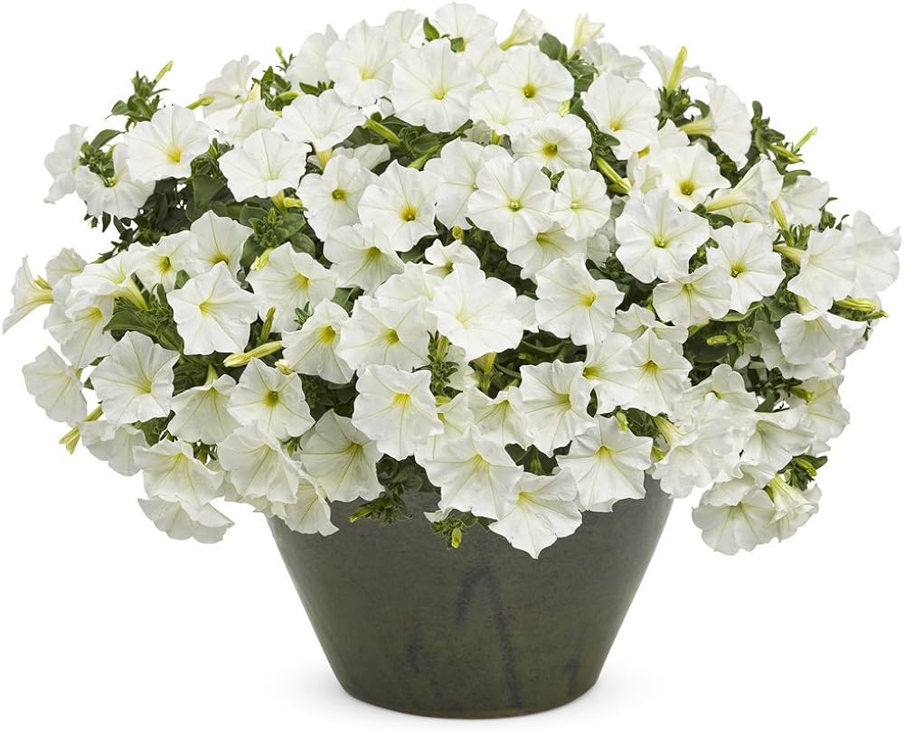 Petunia Petunia × hybrida Weiße Einfache Welle Hybrid flower seeds for planting in garden borders or containers - for planting in home garden