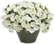 Petunia Petunia × hybrida Weiße Einfache Welle Hybrid flower seeds for planting in garden borders or containers - for planting in home garden
