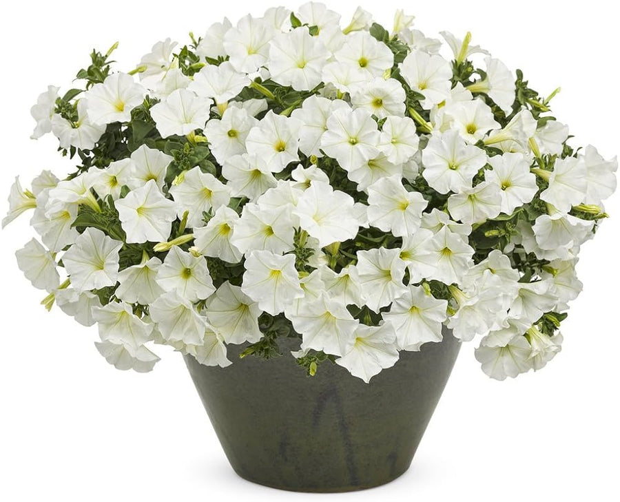 Petunia Petunia × hybrida Weiße Einfache Welle Hybrid flower seeds for planting in garden borders or containers - for planting in home garden