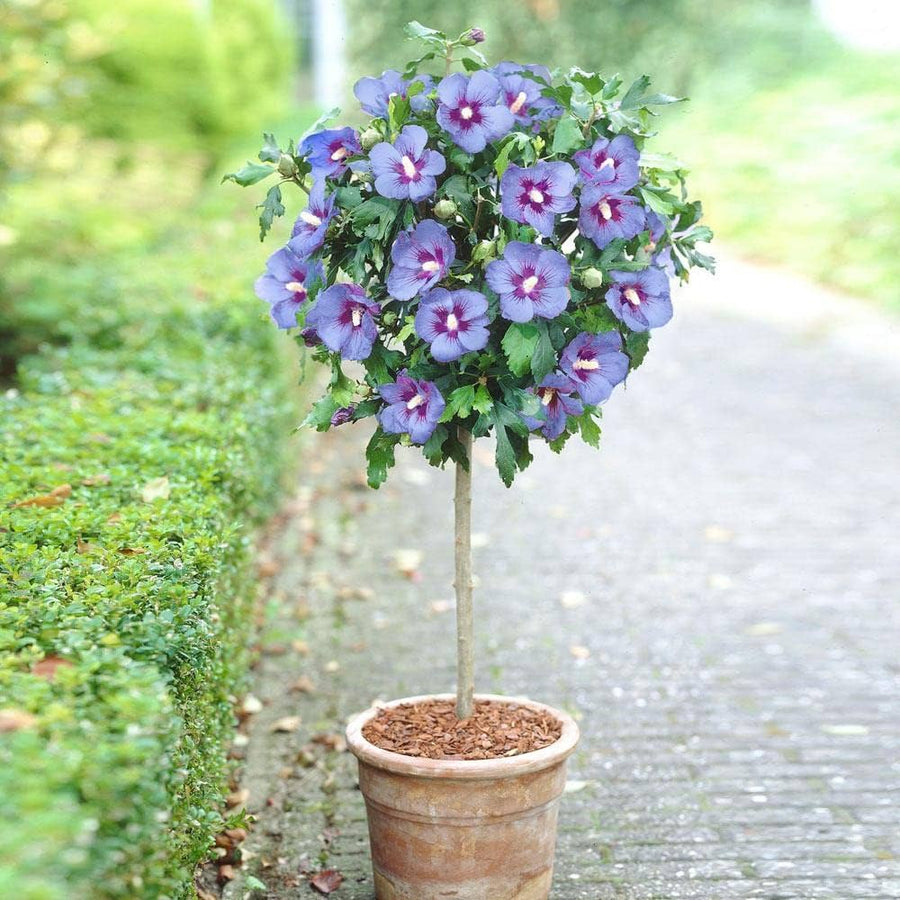 Blue Hibiscus Hibiscus syriacus Sharon variety flower seeds for home garden - for planting in home garden