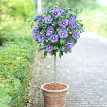 Rose of Sharon Hibiscus syriacus Blue flower seeds for planting in vertical garden or backyard hedges - for planting in home garden