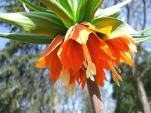 Fritillaria Imperialis Seeds (Fritillaria imperialis) for seasonal color across the flower beds and spring gardens