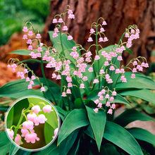 Lily of the Valley Convallaria Majalis Flower Seeds for Planting in Shaded Garden Beds and Borders - for planting in home garden