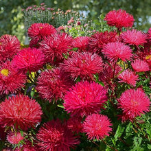 Red Double Gremlin Aster Seeds for growers seeking a long-blooming display