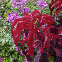 Amaranthus Early Splendor Tricolor Seeds for growers filling out the Garden