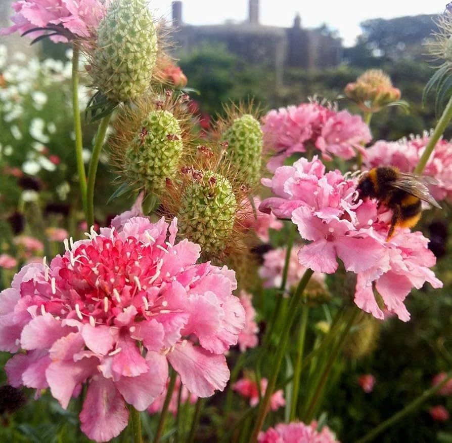 Scabiosa Salmon Queen Flower Seeds â€“ Elegant Perennial Blooms