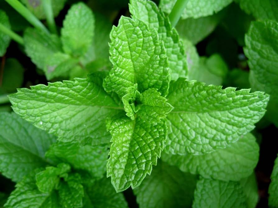 Certified organic peppermint seed for garden planting