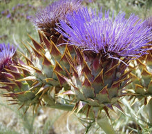 Cardoon Seeds for growers filling out the Garden