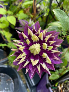 Clematis Seeds (Clematis vitalba) for climbing cover in the Vertical Garden