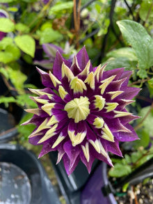 Clematis Seeds for growers seeking a long-blooming display