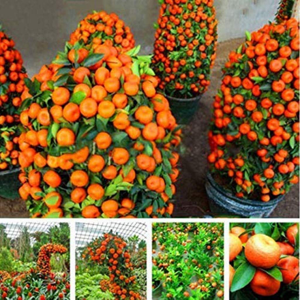 Bonsai Fruit Tree Seeds Kiwi Cherry Apple Orange for unique bonsai gardens