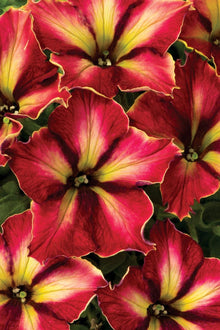 Light yellow petunia flower seeds