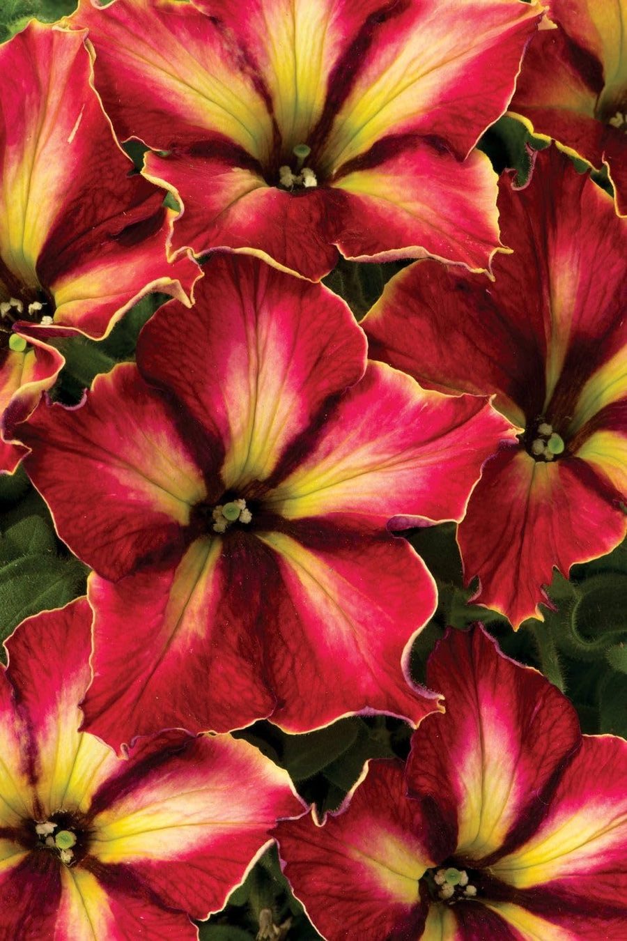 Light yellow petunia flower seeds