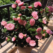 Camellia Seeds for long-term planting in the Home & Garden