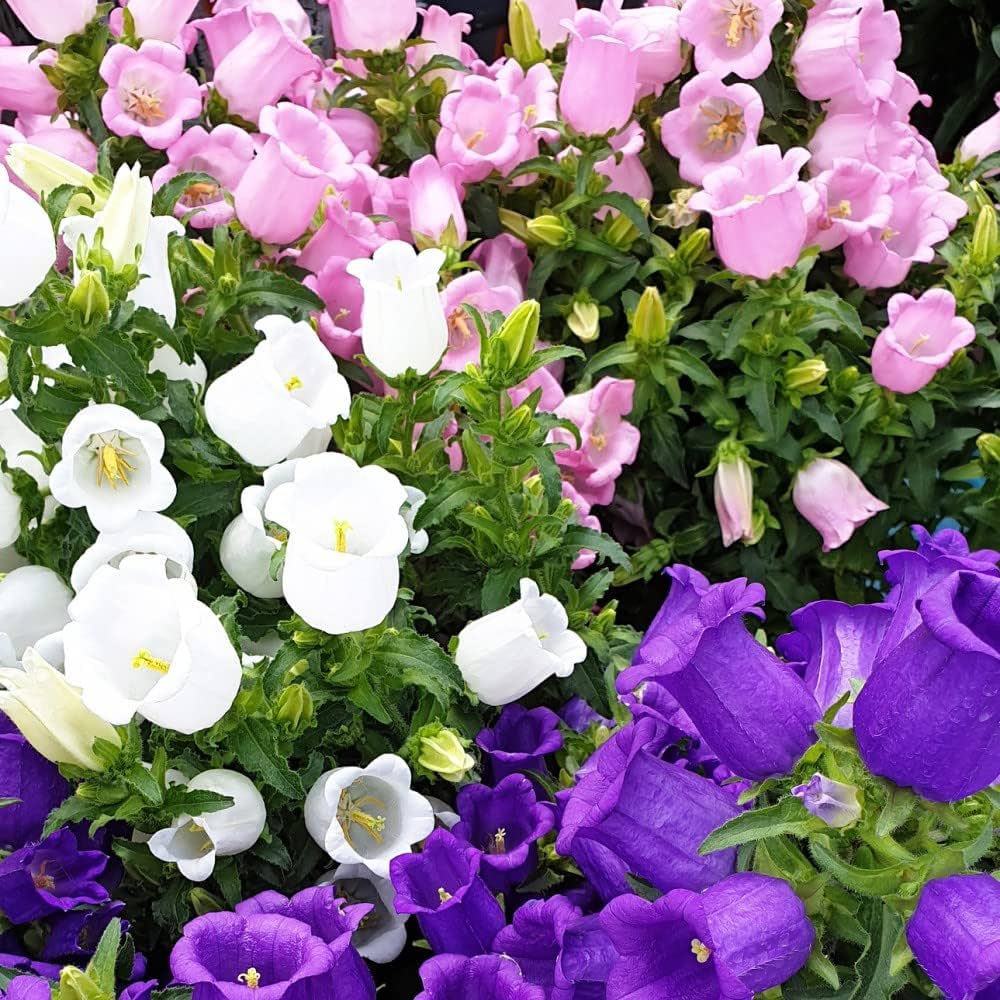 Blue Canterbury Bellflower ��������� Campanula medium ��������� for planting in flower gardens