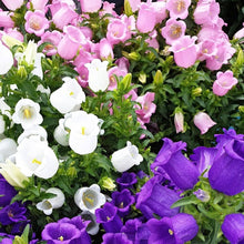 Blue Canterbury Bellflower ��������� Campanula medium ��������� for planting in flower gardens