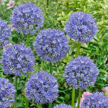 Riesenlauch Seeds (Allium giganteum) known for rare Bonsai