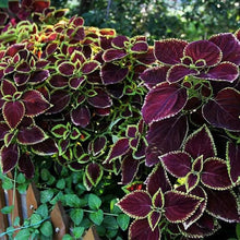 Rare Color Coleus Seeds for growers filling out the home garden flower bed